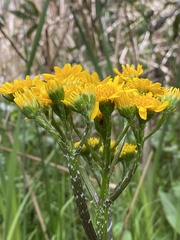 Senecio fistulosus