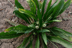 Plantago lagopus