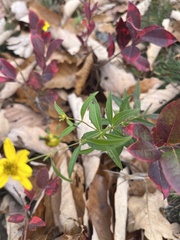 Coreopsis major