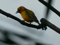 Icterus pustulatus