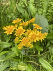 Senecio fistulosus