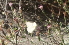 Ascia monuste monuste