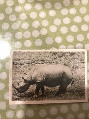 Rhinocerotidae