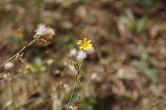 Launaea viminea