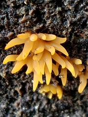Mucronella flava