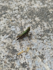 Orthoptera