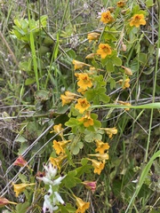 Tropaeolum ciliatum