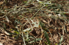 Launaea viminea