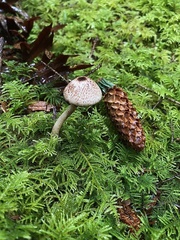 Lepiota flammeotincta
