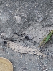 Orthoptera