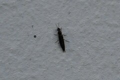Raphirus