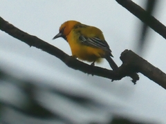 Icterus pustulatus