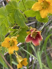 Tropaeolum ciliatum