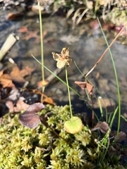 Parnassia asarifolia