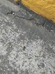 Orthoptera
