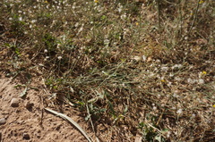 Launaea viminea