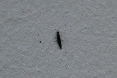 Raphirus