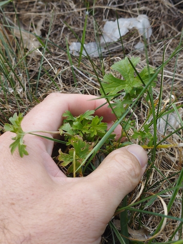 Image of Geranium retrorsum by (c) Joe Potter Butler, some rights reserved (CC BY)