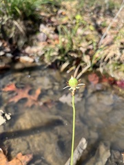 Parnassia asarifolia
