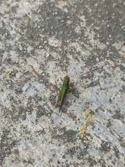 Orthoptera