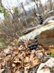 Viburnum acerifolium