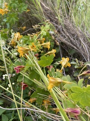 Tropaeolum ciliatum