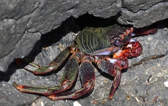 Grapsus adscensionis