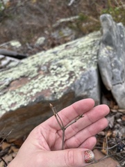 Viburnum acerifolium