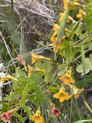 Tropaeolum ciliatum