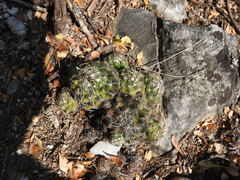 Coryphantha neglecta