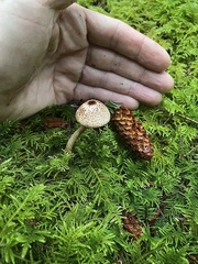 Lepiota flammeotincta