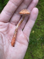 Lepiota flammeotincta