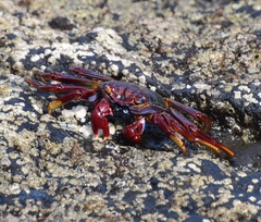 Grapsus adscensionis