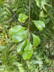 Ilex