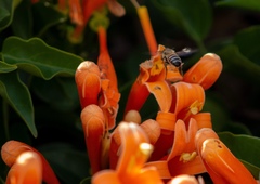 Pyrostegia