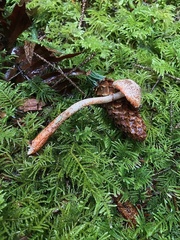 Lepiota flammeotincta
