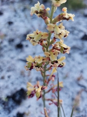 Tritoniopsis parviflora