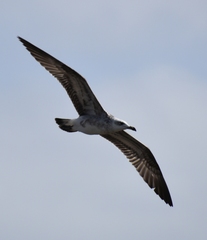 Larus michahellis