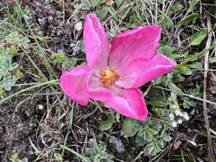 Podophyllum hexandrum