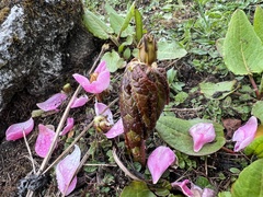 Podophyllum hexandrum
