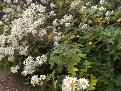 Montanoa grandiflora
