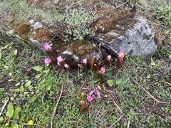 Podophyllum hexandrum