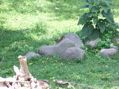 Notocitellus annulatus