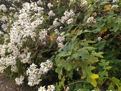 Montanoa grandiflora