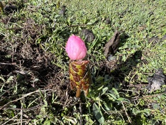 Podophyllum hexandrum