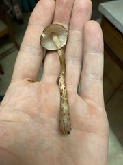 Lepiota flammeotincta