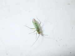 Blepharidopterus angulatus