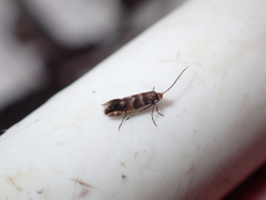 Micropterix aureatella