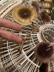 Lepiota flammeotincta