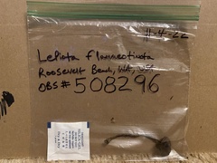 Lepiota flammeotincta